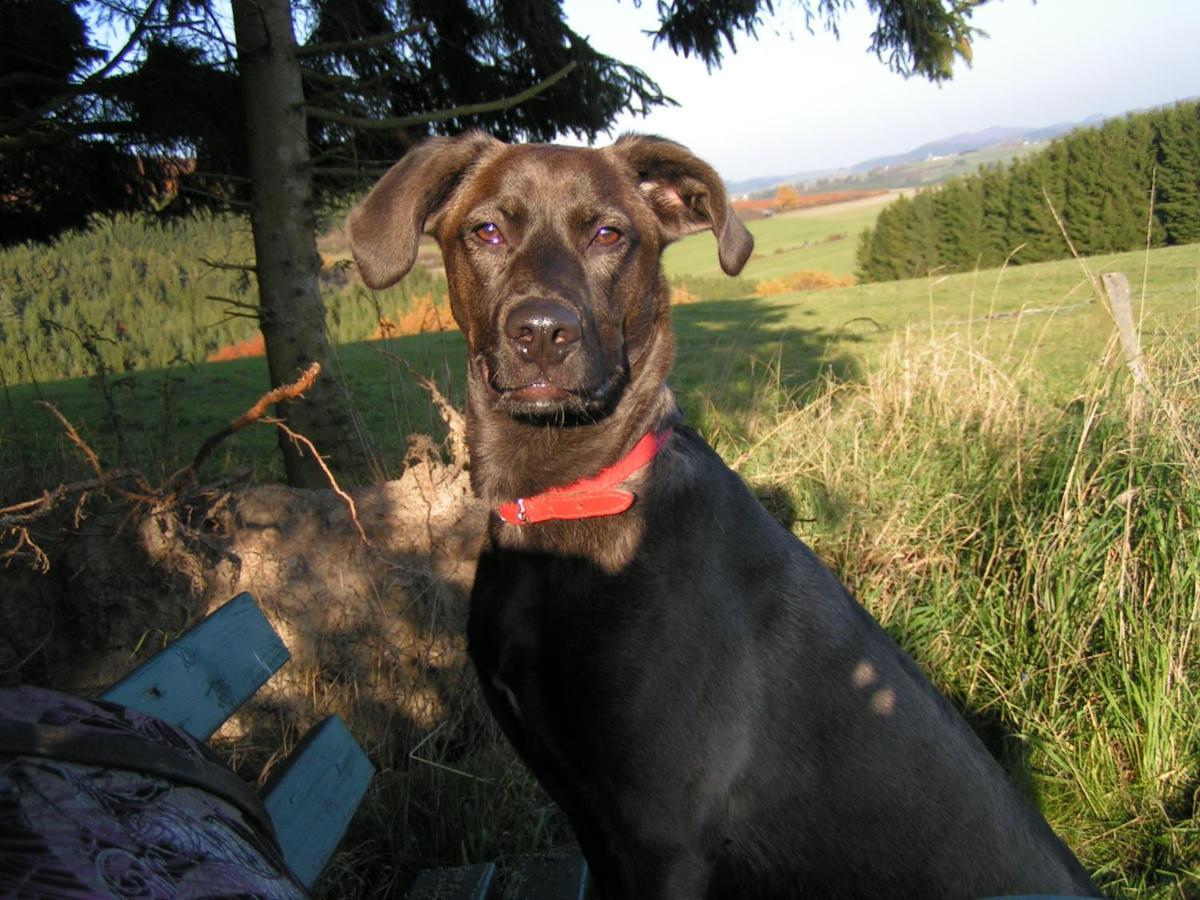 Fewo Talula - Sauerland Mit Hund Medebach Bagian luar foto