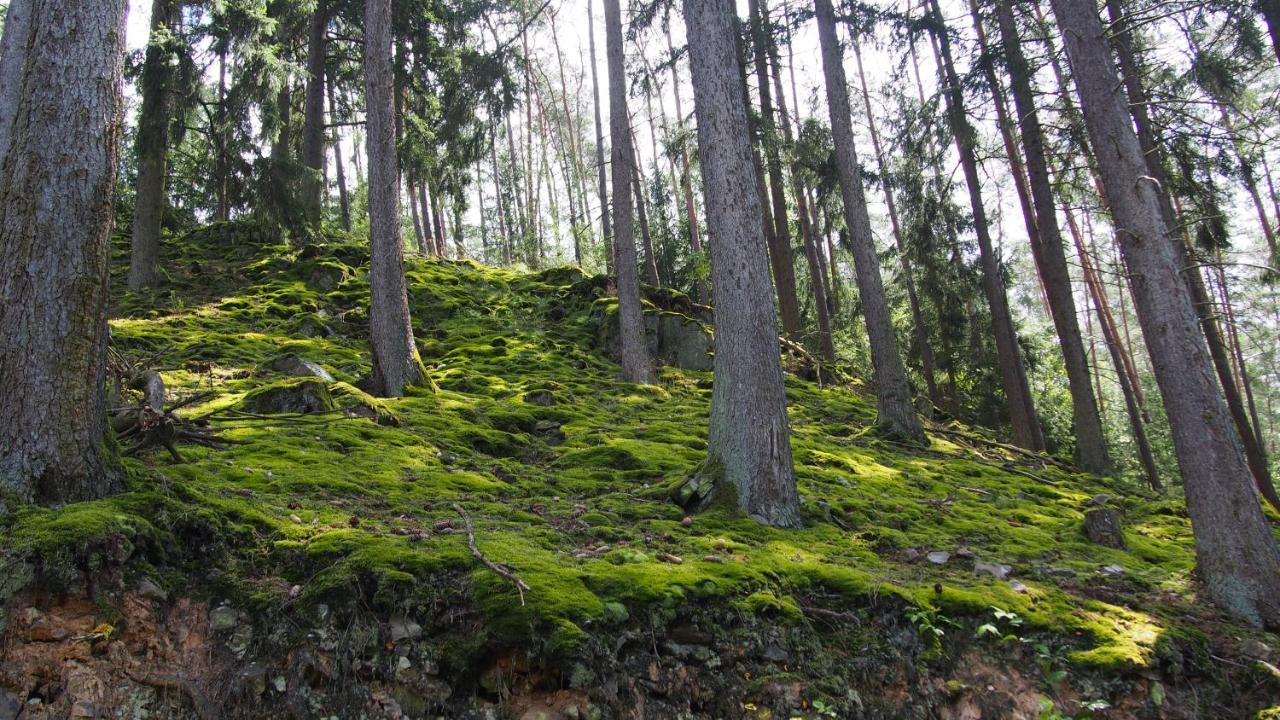 Fewo Talula - Sauerland Mit Hund Medebach Bagian luar foto